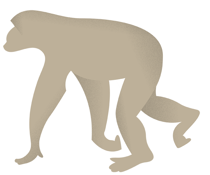 The hope for primate conservation Ape Alliance