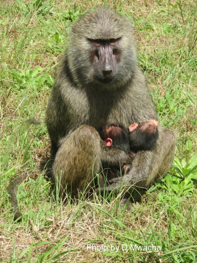 Double the Fun Baboon Twins Born in Gombe Jane Goodall's Good for