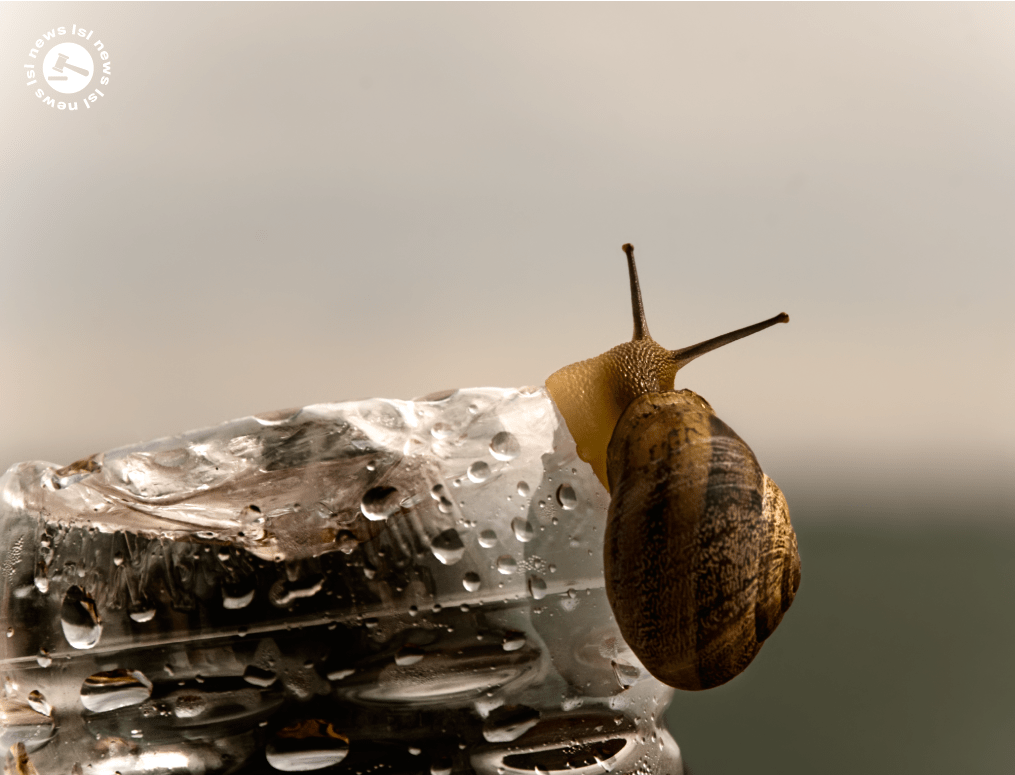 Ireland's snail farmers need support to grow industry LSL Auctions News