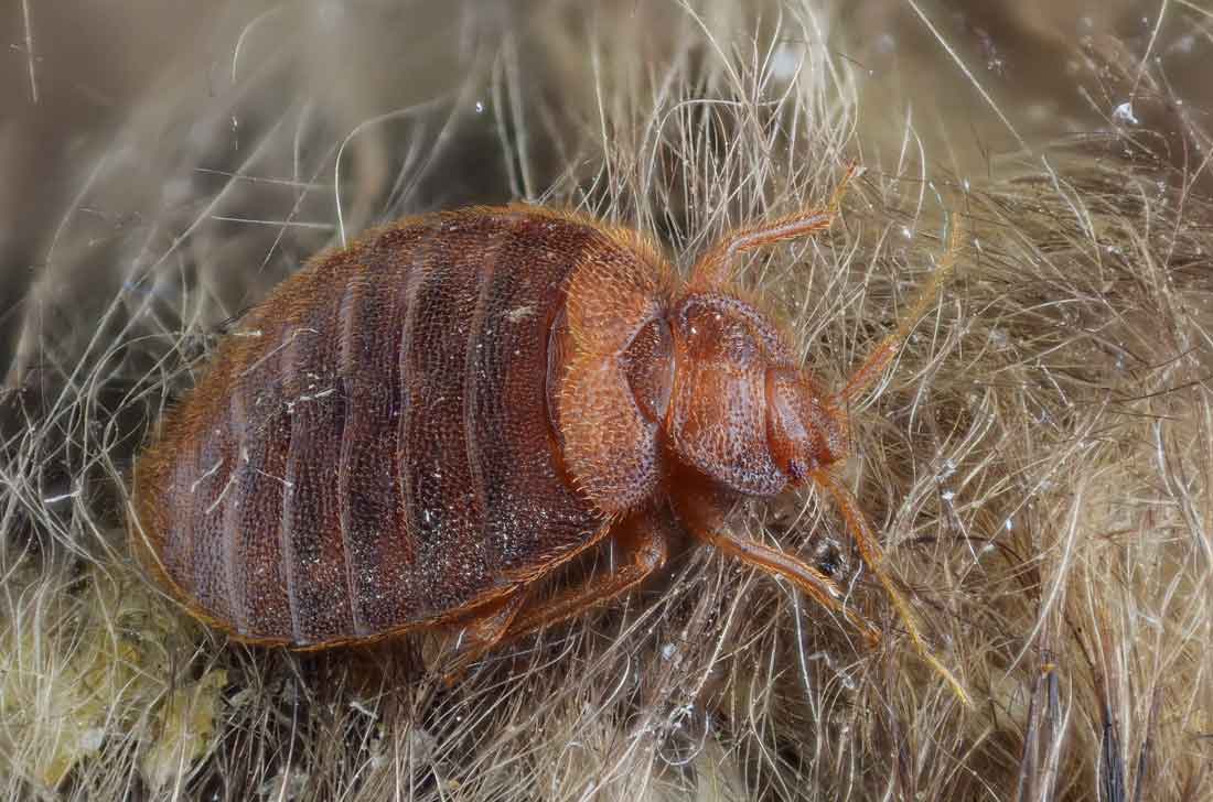 Beyond the itch The real cost of bed bugs Medill Reports Chicago
