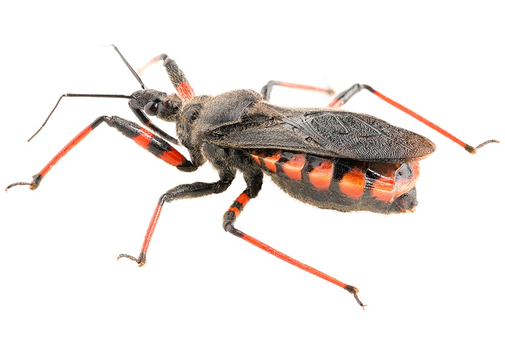 Murder assassin bugs—is it safe to go outside? The NAU Review