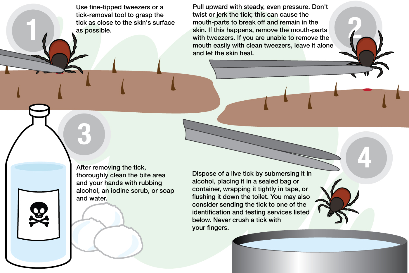 So you found a tick. You’re worried about Lyme disease. Now what