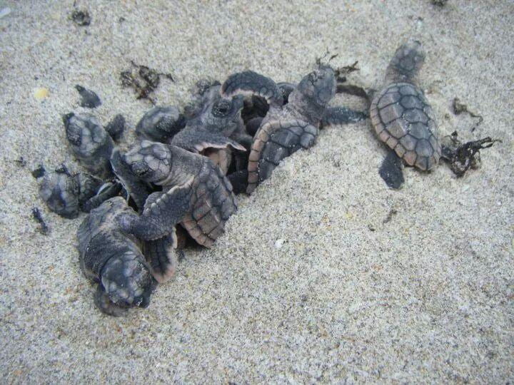 2022 Sea Turtle Nesting Season is Here! Newsroom
