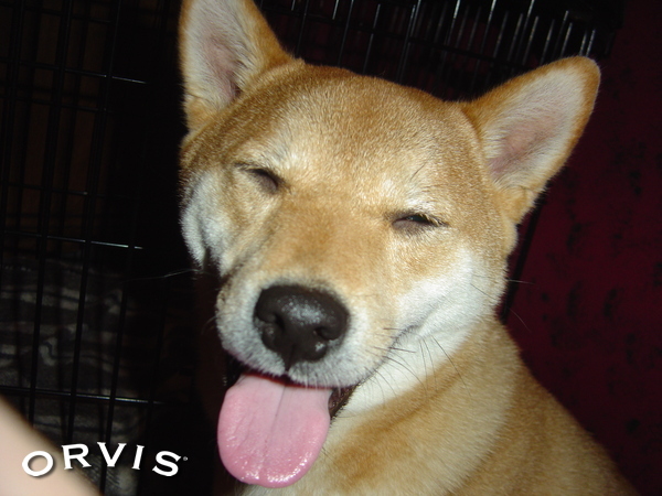 Common Questions And Answers About Your Dog's Tongue - Orvis News