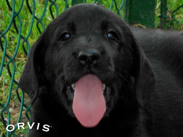 Common Questions And Answers About Your Dog's Tongue - Orvis News