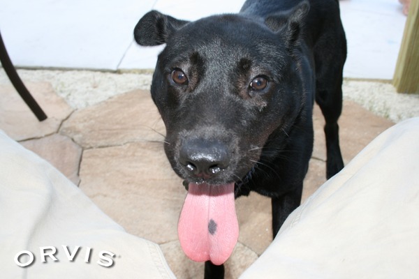 Common Questions And Answers About Your Dog's Tongue - Orvis News
