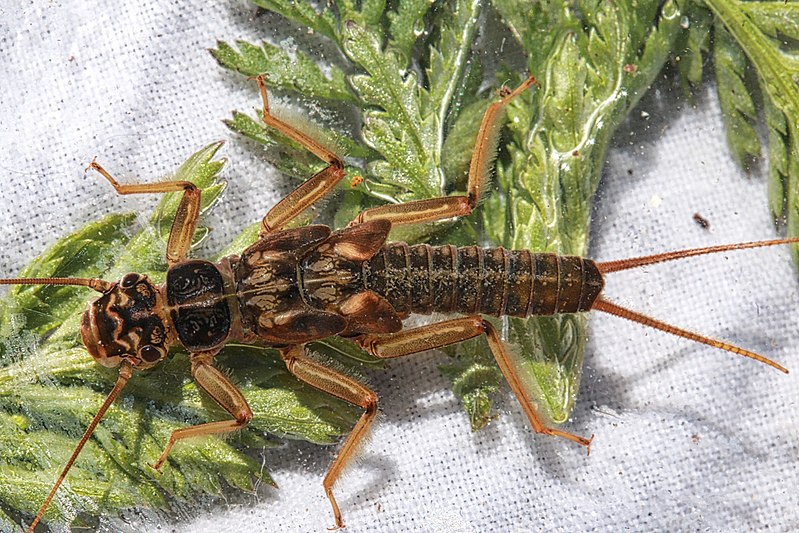 Insect Facts The Family Stone Orvis News