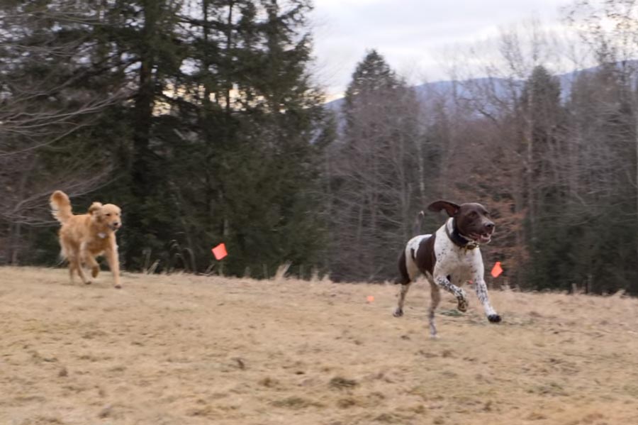 How Much Exercise Do Dogs Need Every Day? Orvis News