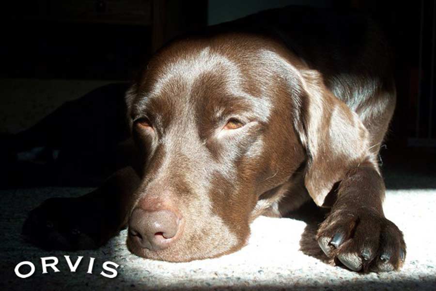 Which Dog Breeds Can Be Left Alone? Orvis News