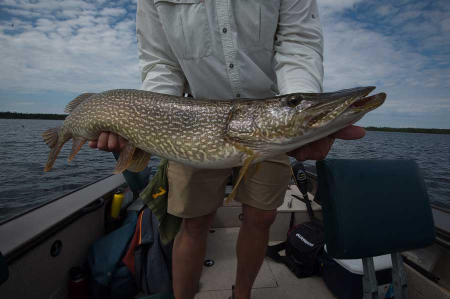 Armed to the Teeth The Northern Pike of Wollaston Lake Orvis News