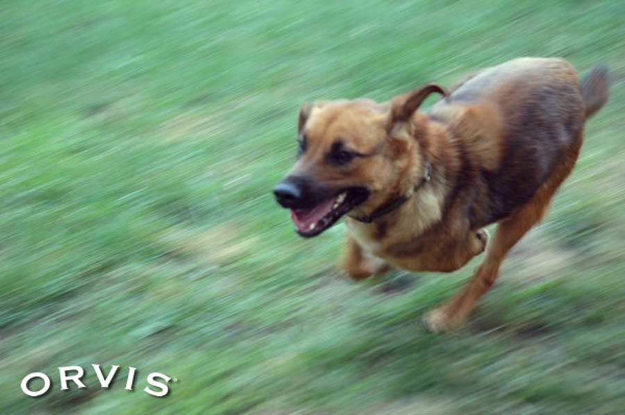 Dog Exercise Needs by Breed Orvis News