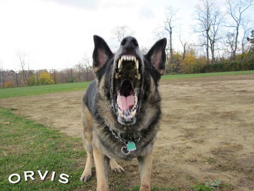 How Do I Stop My German Shepherd Barking At Night