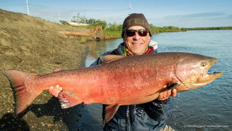 Fish Facts Chinook Salmon (Oncorhynchus tshawytscha) Orvis News