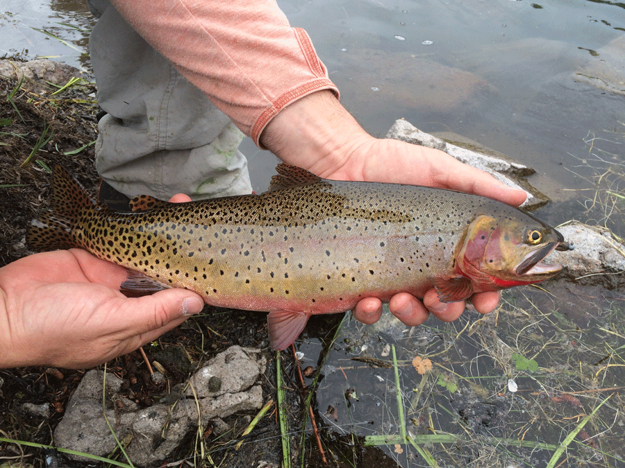 Fish Facts Colorado River Cutthroat Trout (Oncorhyncus clarkii