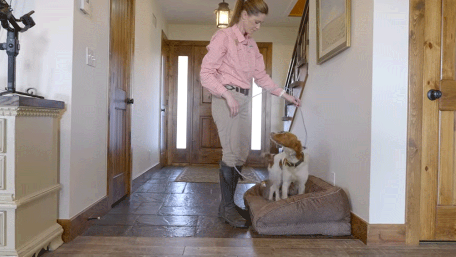 Orvis DogTraining Tips, Episode 2 Training is a Lifestyle Orvis News