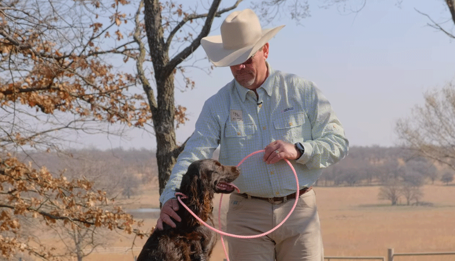 Orvis DogTraining Tips, Episode 6 How to Use Cues Orvis News