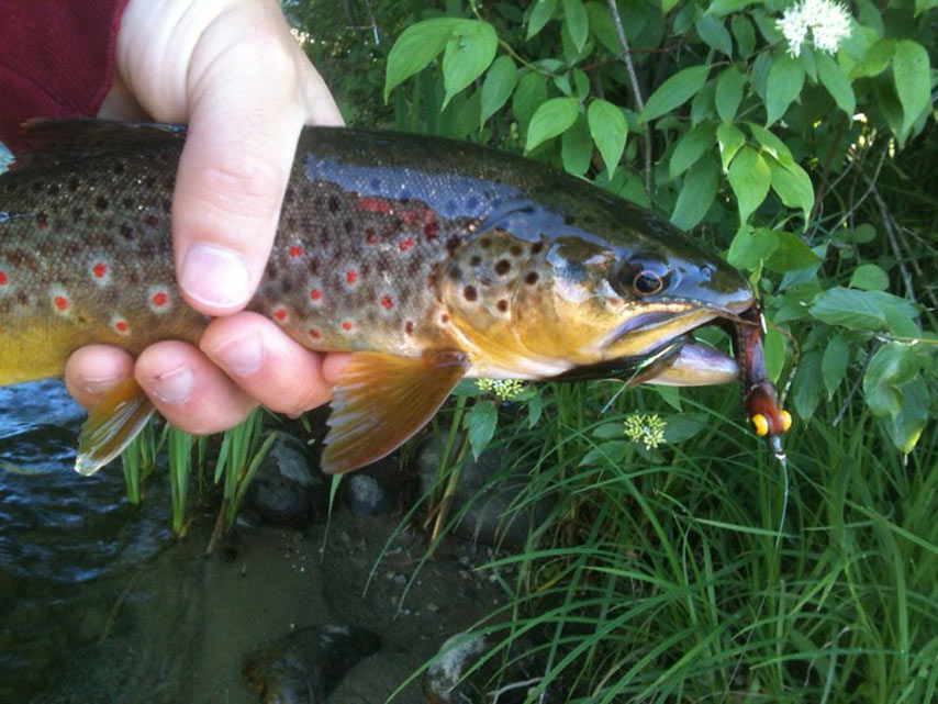 Trout Polyleaders A Secret Weapon for the Streamer Angler Orvis News