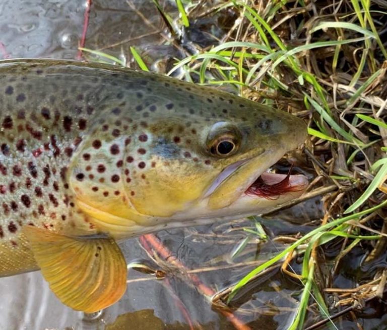 FlyFishing Blog FlyFishing News, Tips & Articles Orvis News