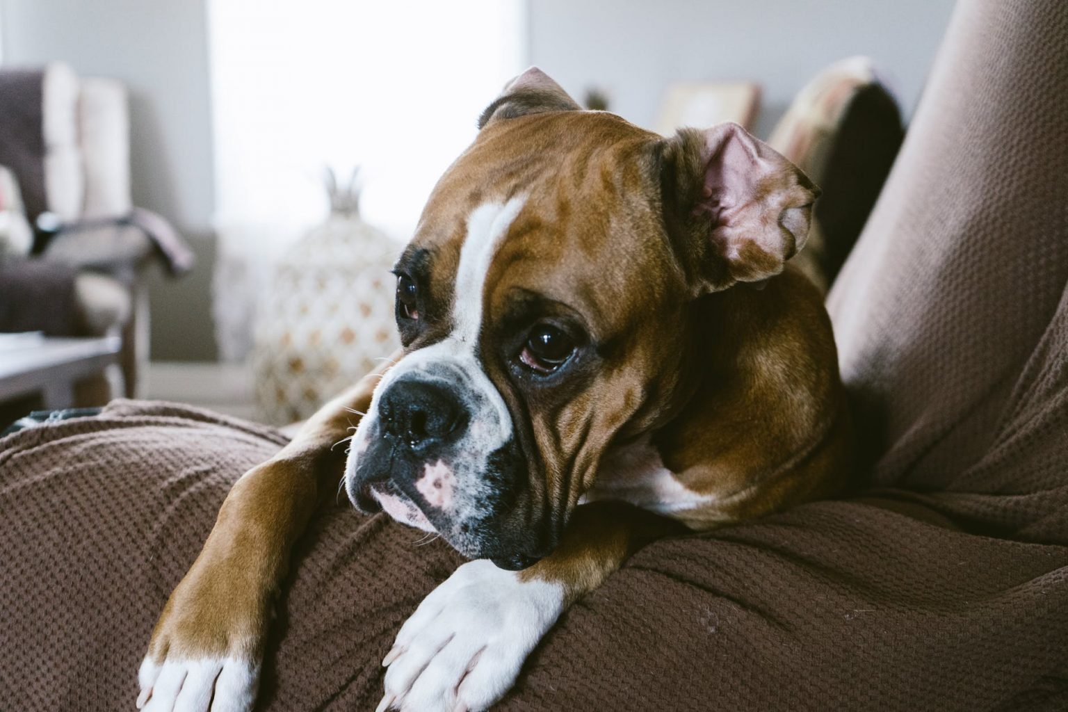 Which Dog Breeds Can Be Left Alone? Orvis News