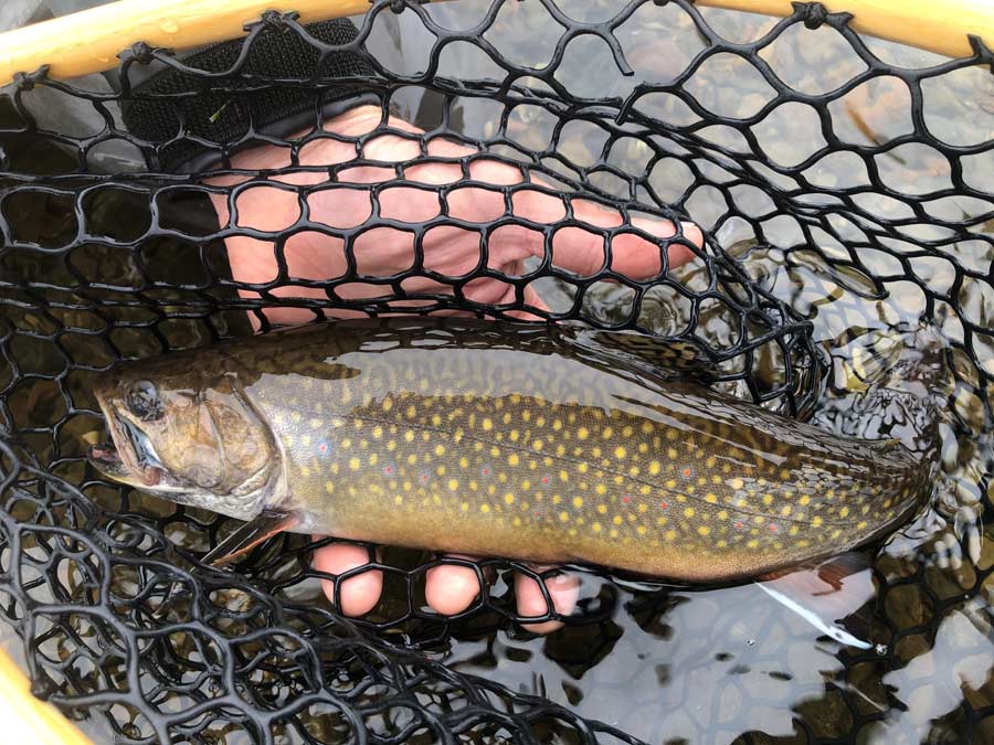 Photo Essay Early Season Brook Trout in Maine's North Woods Orvis News