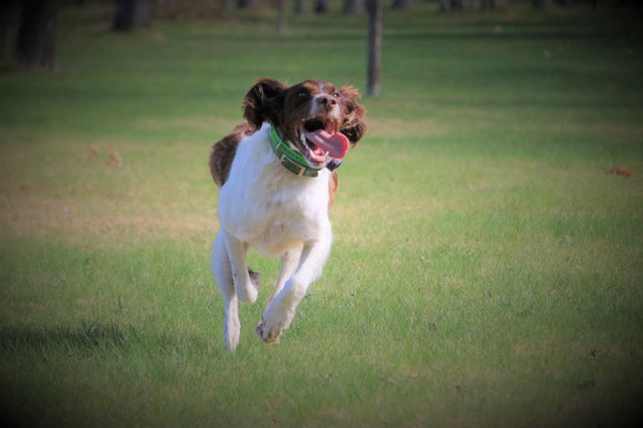 Do Dogs Enjoy Hunting