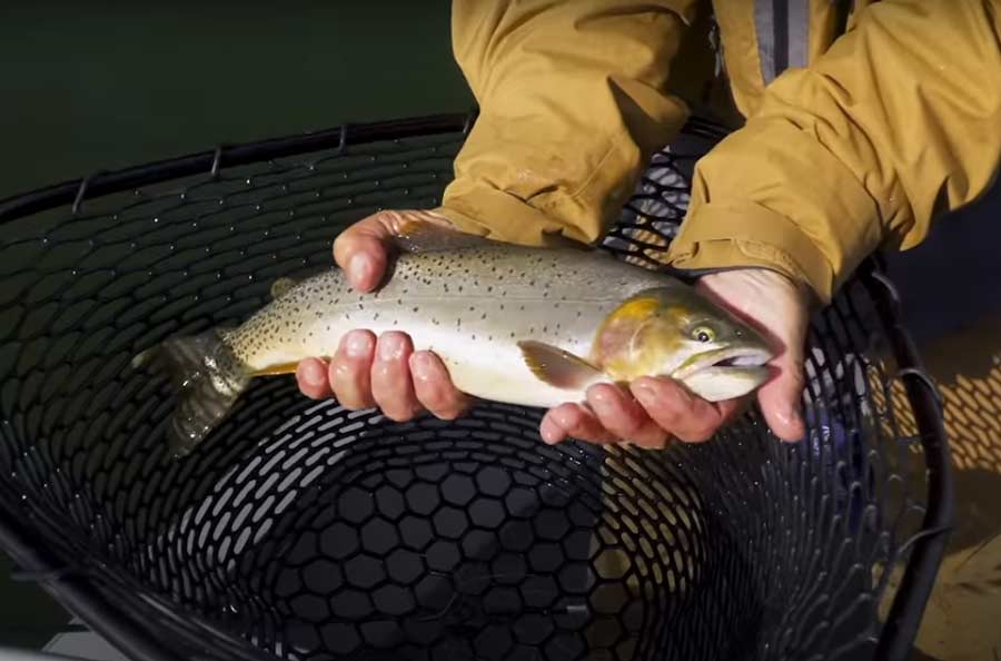 Video Advanced Stillwater Fly Fishing, with Tom Rosenbauer Orvis News