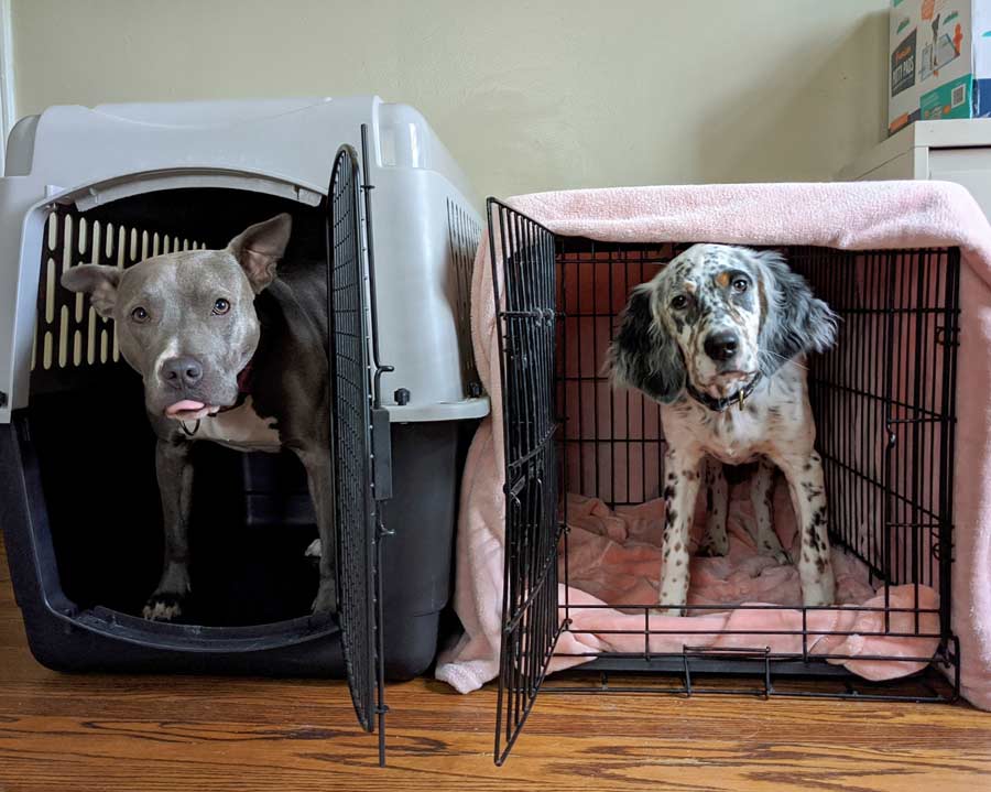 How a Dog Crate Helps with Potty Training and More Orvis News
