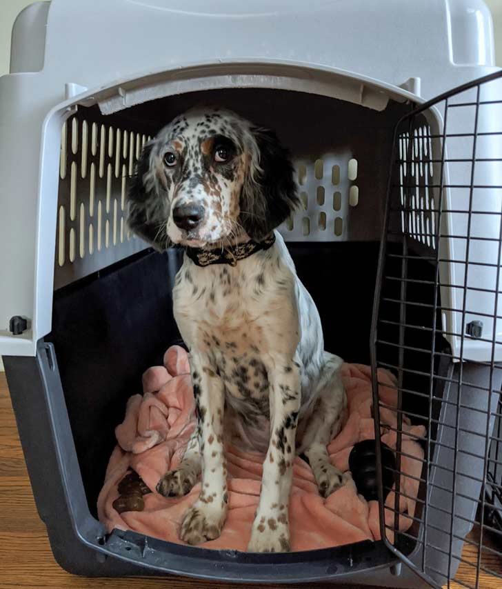How a Dog Crate Helps with Potty Training and More Orvis