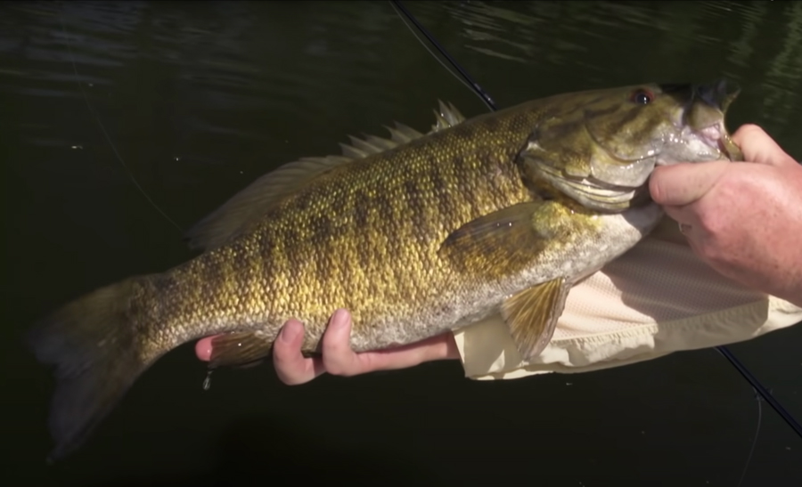 Video A Plethora of Tips & Tricks from The New Fly Fisher Orvis News