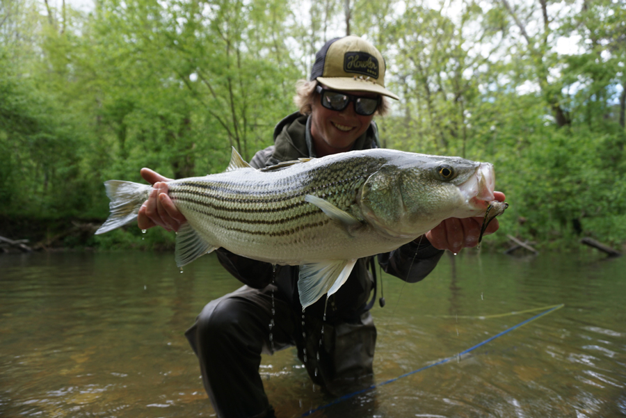 Pro Tips How to Catch Freshwater Stripers in Spring Orvis News