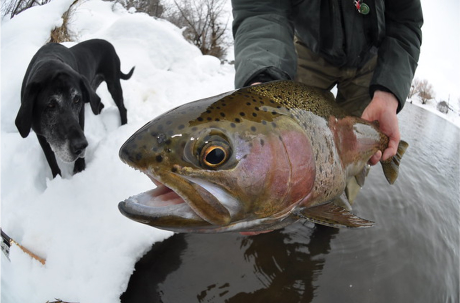 Classic Tips 5 Keys to Winter Streamer Fishing Orvis News