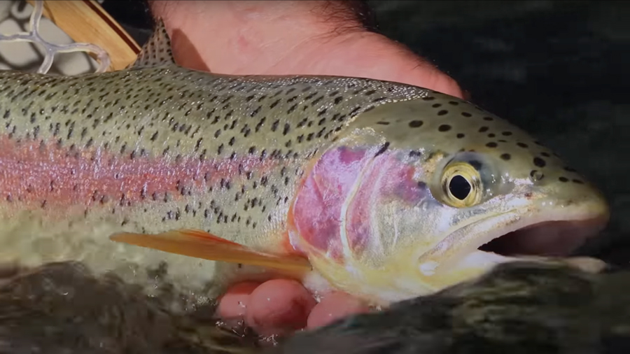 Pro Tips Techniques and Gear for Backcountry Trout Orvis News