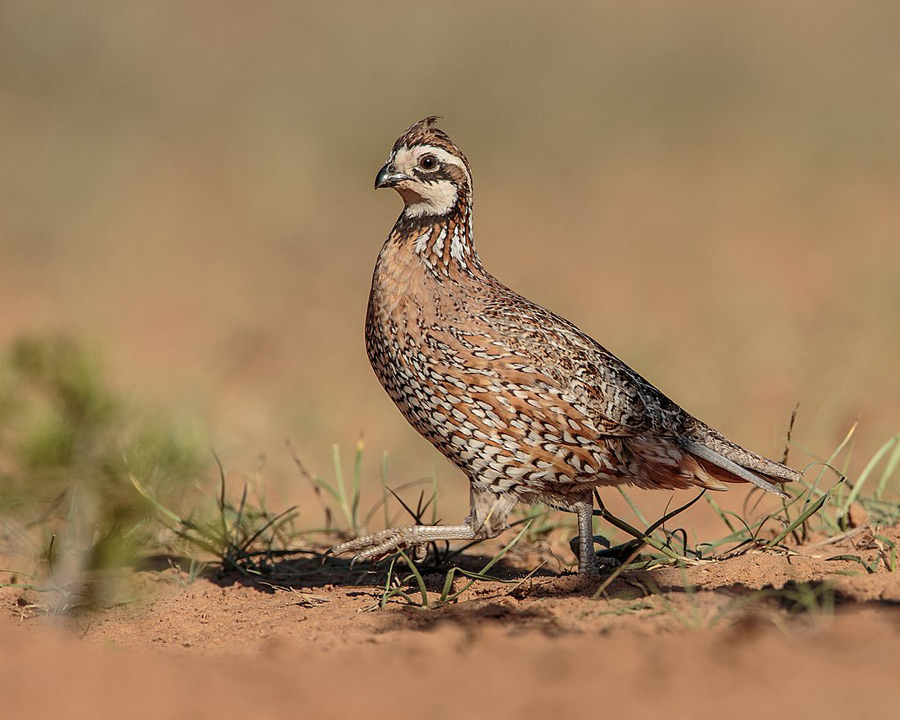 Podcast South Texas Quail, with Will Vogt and Tony Cadwalader Orvis News
