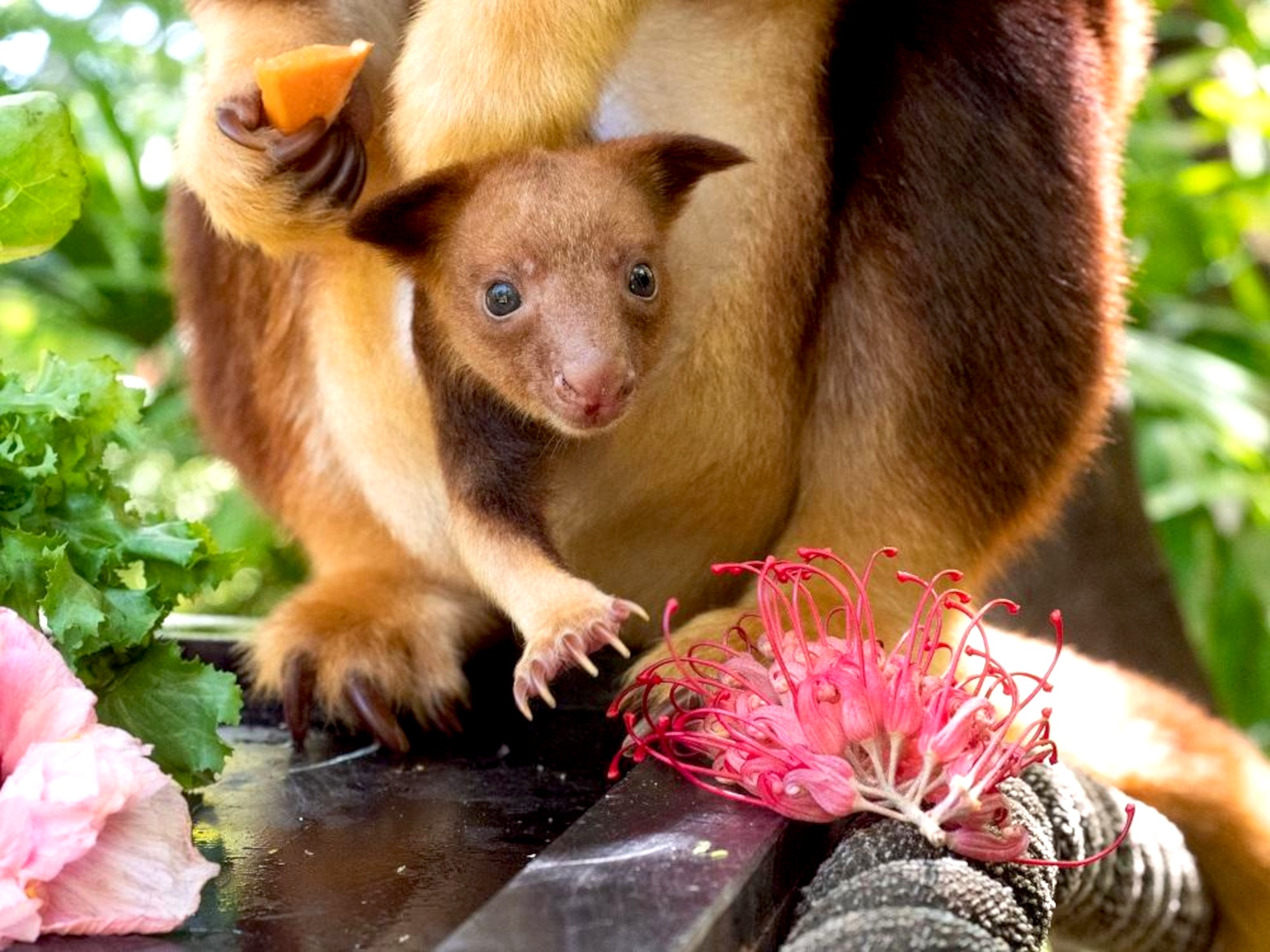 Adorable Tree Kangaroo Joey Makes An Appearance News RealPress