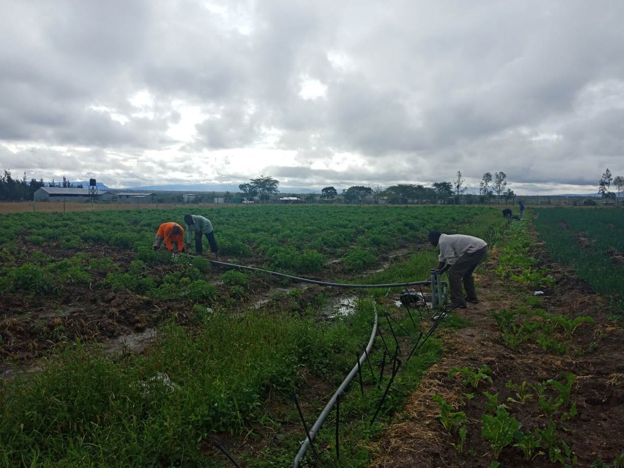 Driedup pastures push Kenya's Maasai to mix cattle with crops