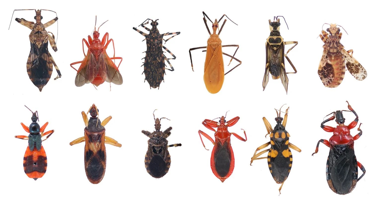 Assasin Bug In California Map Developing a clearer picture of how assassin bugs evolved News