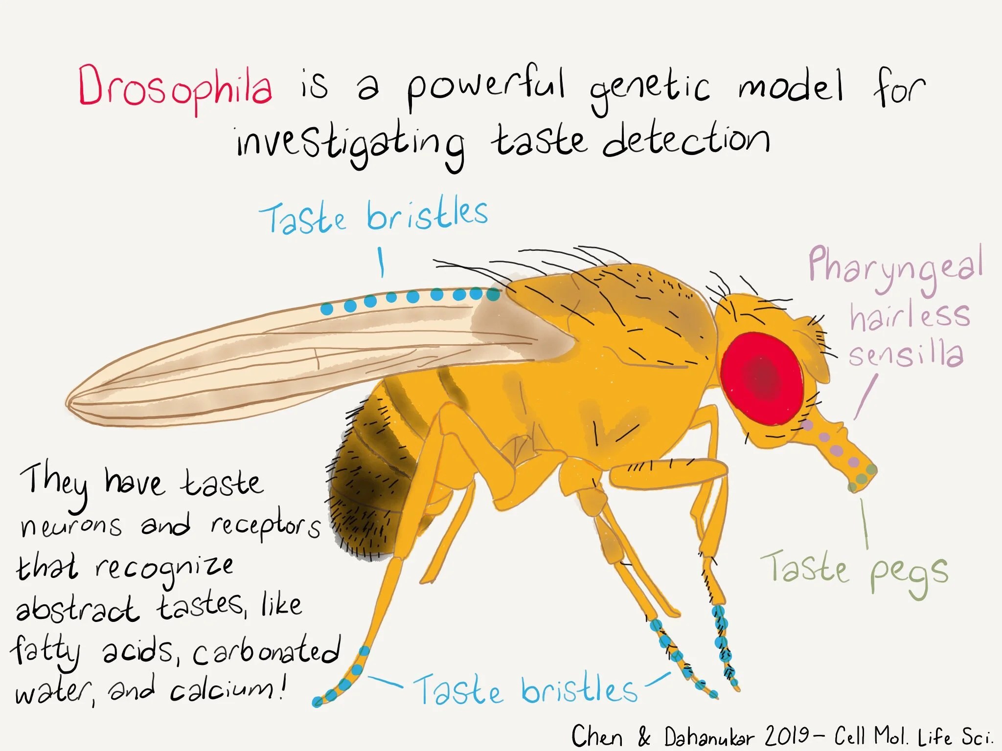 Fruit fly offers lessons in good taste UCR News UC Riverside