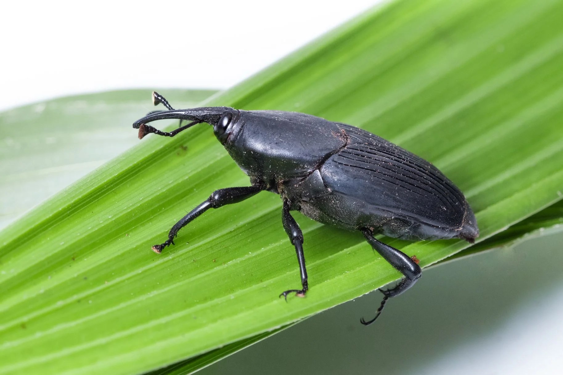 Pheromones lure deadly palm weevils to their doom UCR News UC Riverside