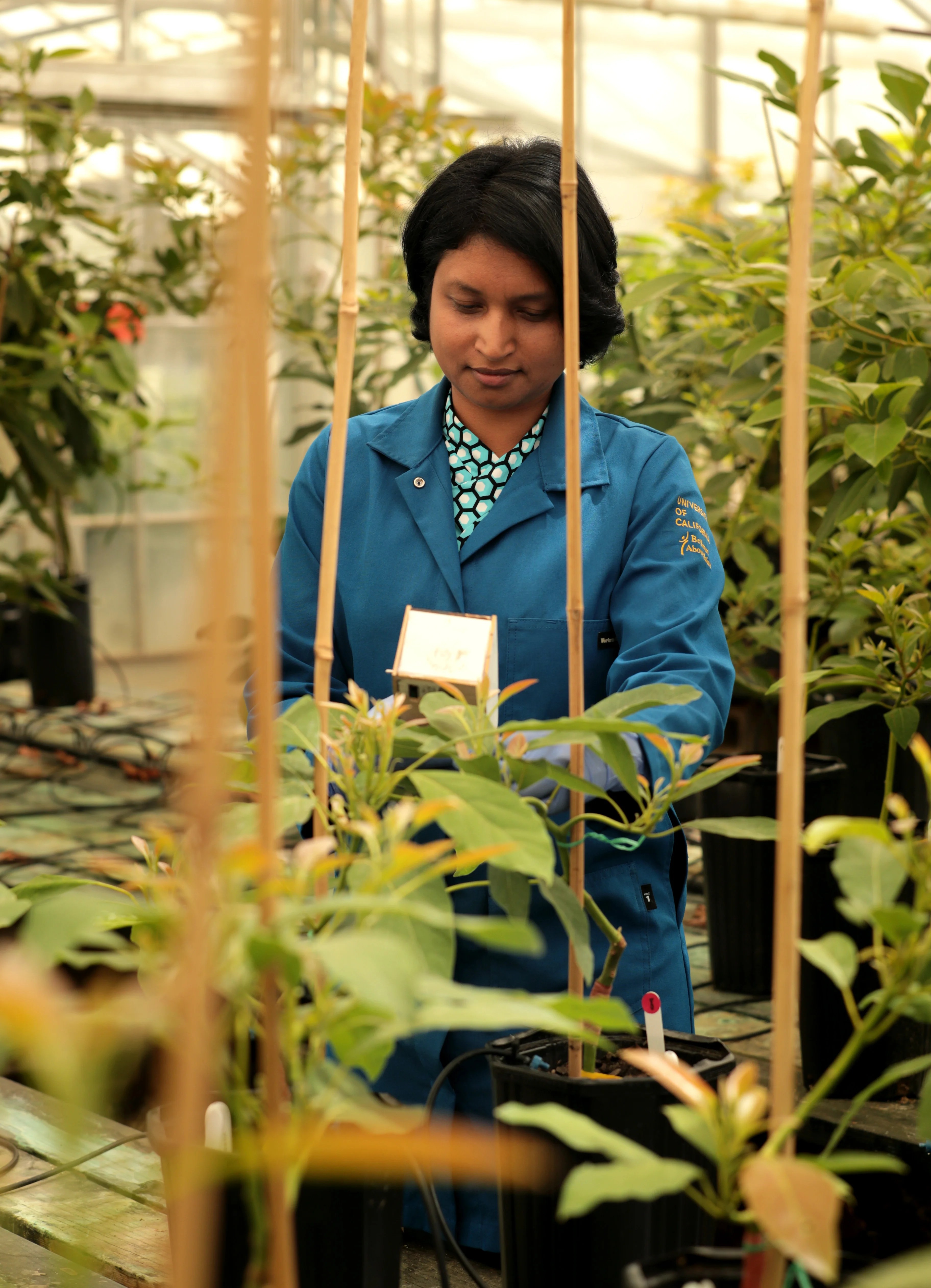 UC Avocado Trees and Roots Go Worldwide Topics in Subtropics ANR Blogs