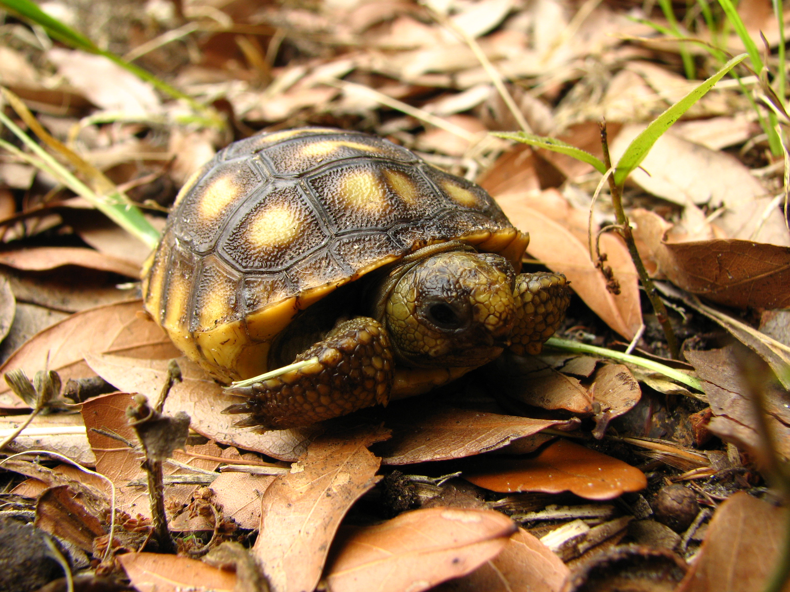 Gopher Tortoise Hatchlings