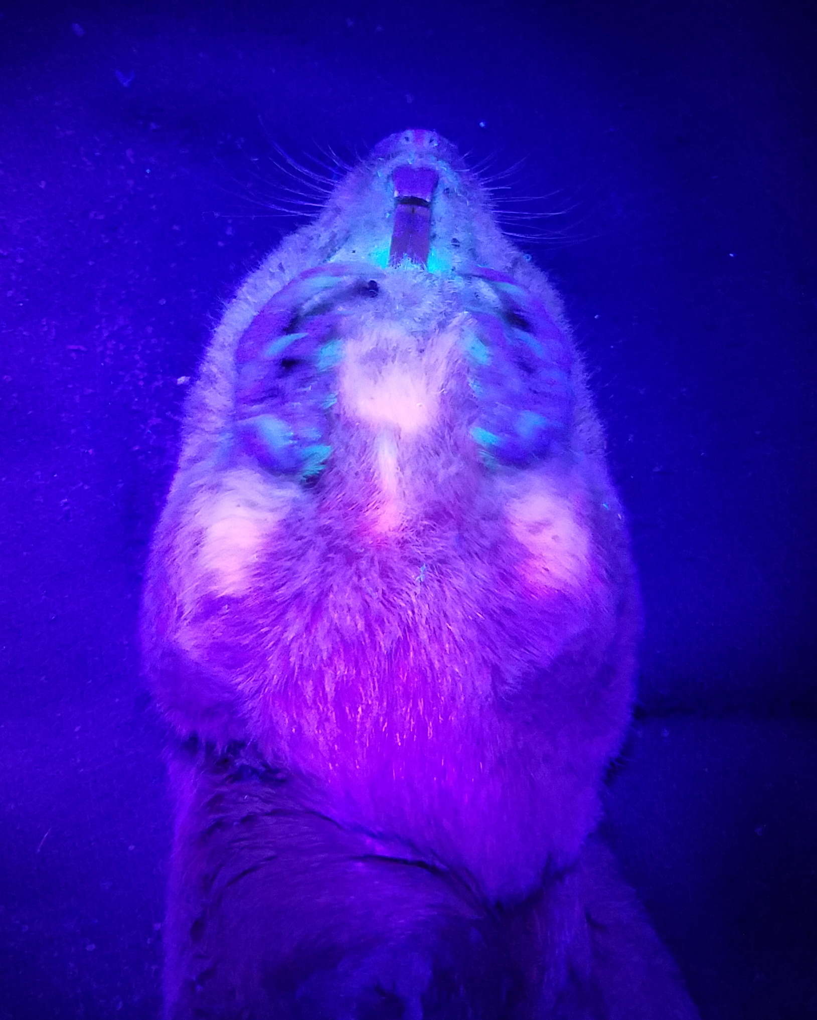 Study reveals gophers’ biofluorescence