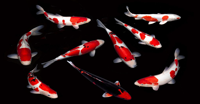 Ikan Koi dan Potensinya di Indonesia Unair News