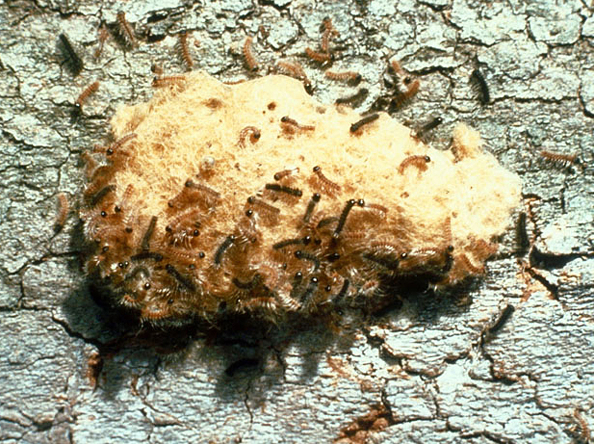 As spring nears, so does gypsy moth season