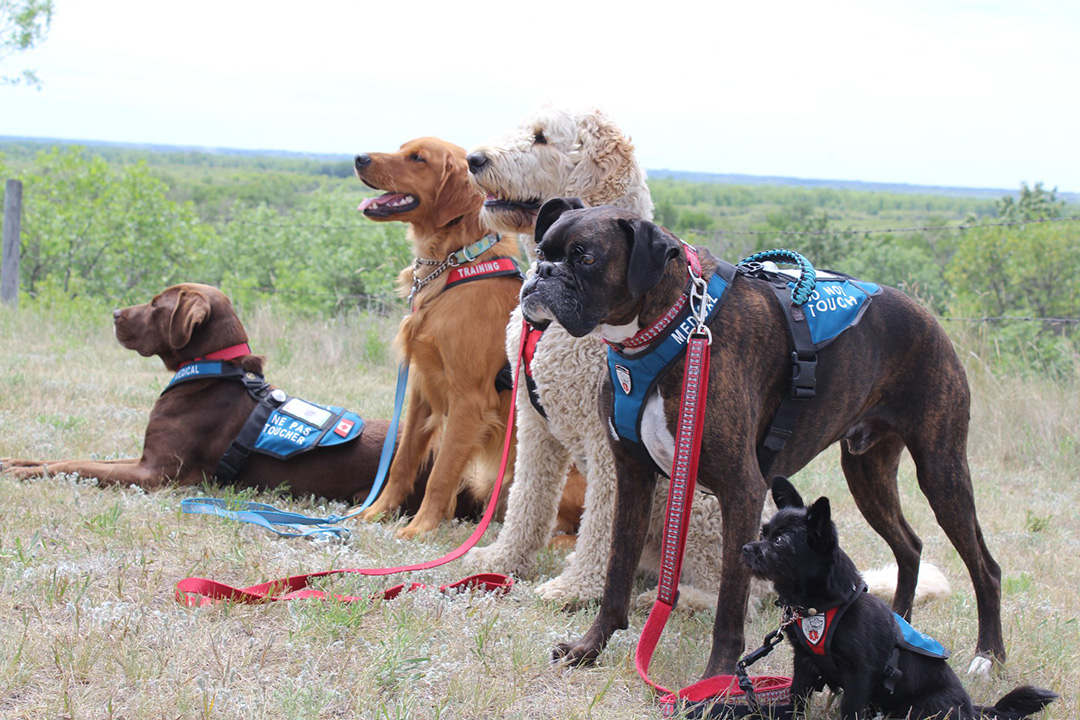 USask provides ‘PAWSitive’ toolkit for service dog organizations