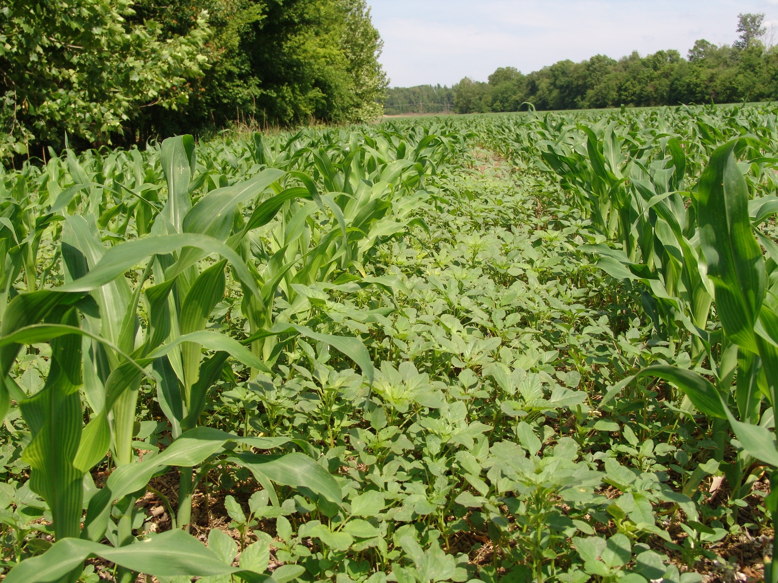 Controlling Large Palmer Amaranth in Tall Corn UT Crops News