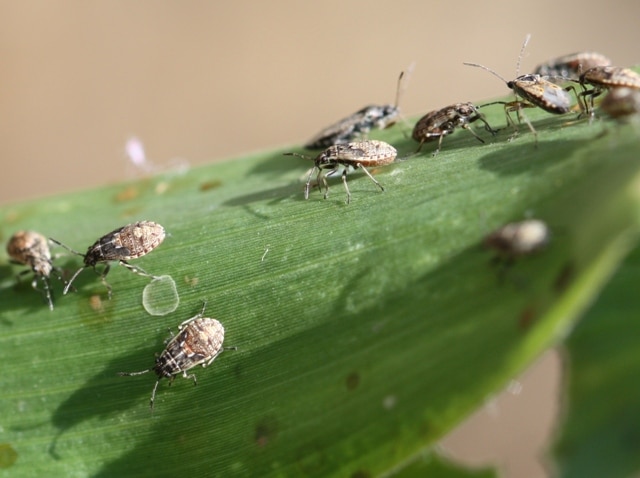 Will False Chinch Bugs Continue? UT Crops News