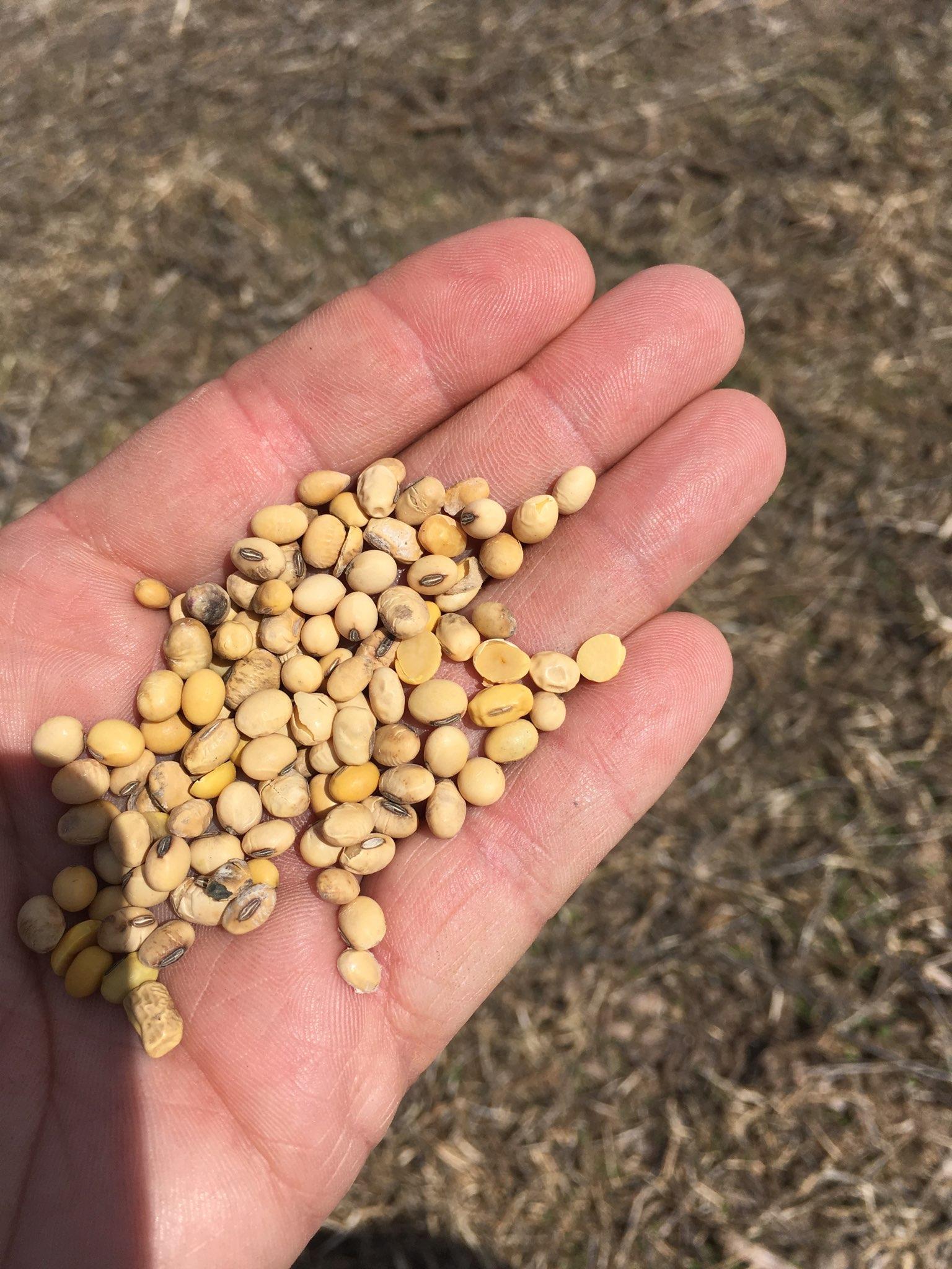 Dealing with Soybean Seed Quality Issues UT Crops News