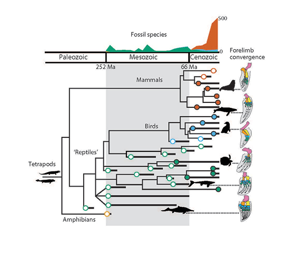 Evolutionary history of whales, dolphins and sea turtles