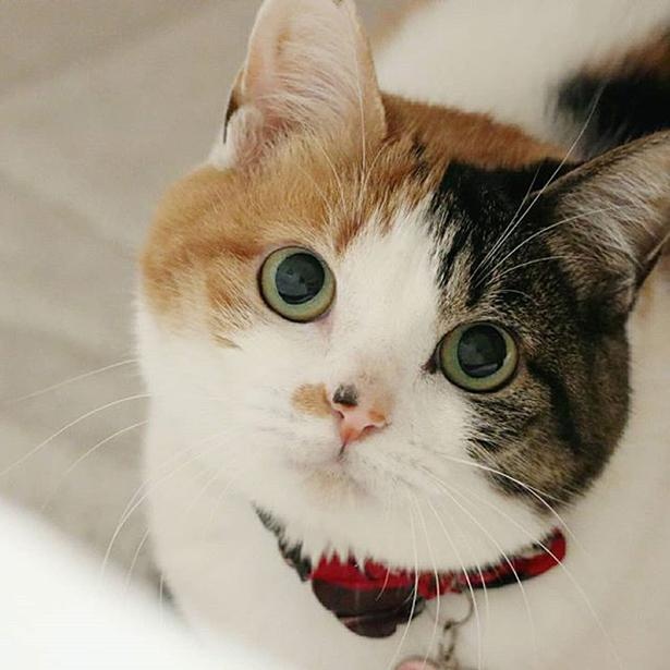 画像・写真 【猫】まるで海苔を巻いたおにぎり!? モフモフボディのお米ちゃん 5枚目｜eltha（エルザ） 5万人が惚れた“絶世の美猫”！壮絶な過去を持つ保護猫・いろはちゃんと飼い主さんの絆｜ウォーカープラス