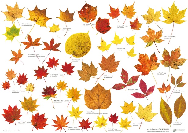 野鳥の森のモミジとカエデ | 軽井沢野鳥の森ブログ もみじとカエデに違いはある？知れば紅葉狩りがもっと楽しくなる特徴や由来を解説 ｜紅葉名所2021 - ウォーカープラス